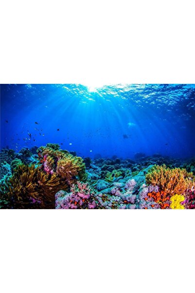 Kanki Pet KP7045032 Akvaryum Arka Fon Yapıştırma 70 x 45 CM