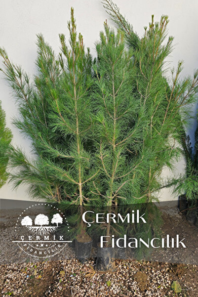 Tüplü Fıstık Çamı Fidanı ( Iran Çamı ) 3 Yaş