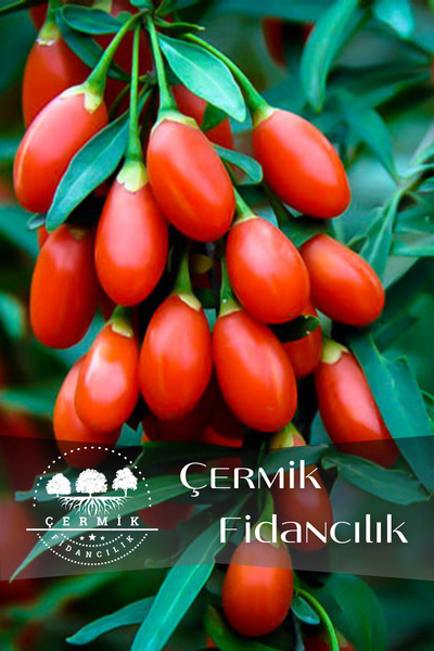 ÇERMİK FİDANCILIK Goji Berry Kurt Üzümü Fidanı 3 Yaş