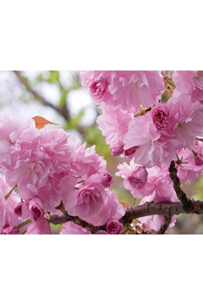 bitkifidan 3 Yaş Sakura (süs Kirazı)-120-150 Cm