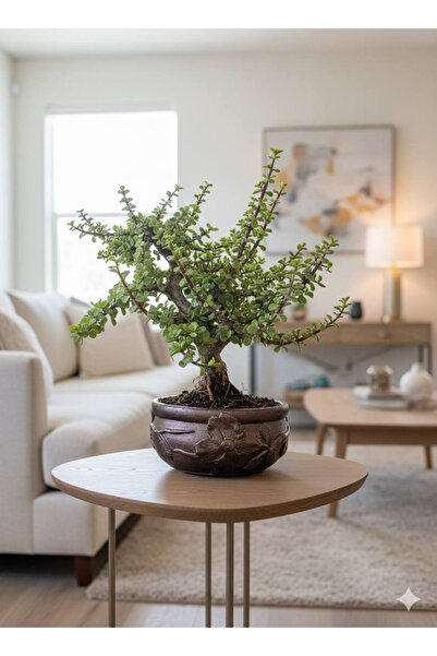 bitkidünyam Şans Ve Para Getiren Para Ağacı  , Kabartmalı Çiçek Desenli Şık R...