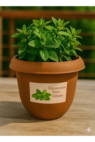 Tohumcumm Nane Yetiştirme Seti