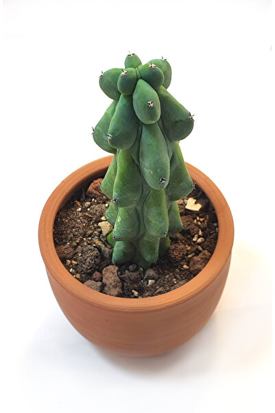 Le Bitki Atölyesi Myrtillocactus Geometrizans Fukurokuryuzinboku Kaktüs-ElYap...