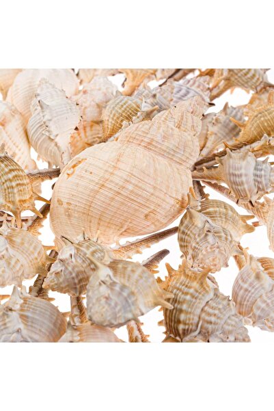 OEM Decorative White Shells 400g