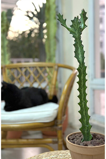Le Bitki Atölyesi Euphorbia Lactea 51 cm Kaktüs - El Yapımı Çömlek Saksıda Ça...
