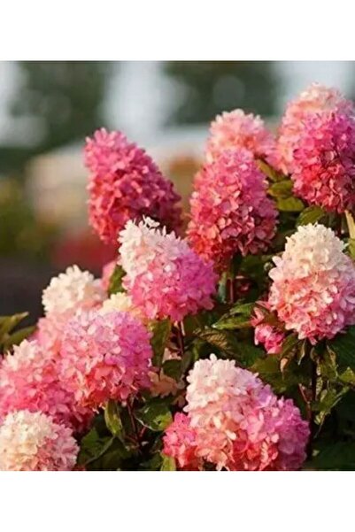 AnkaBahçe Ağaç Ortanca Paniculata Sandey Frayz - Sooğuklara Dayanıklı