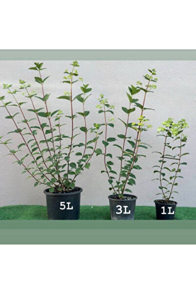 AnkaBahçe Ağaç Ortanca Paniculata Çiçeği Kırmızı saksılı