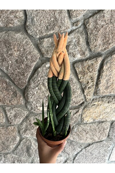 Çiçek Botanik paşa kılıç çiçeği