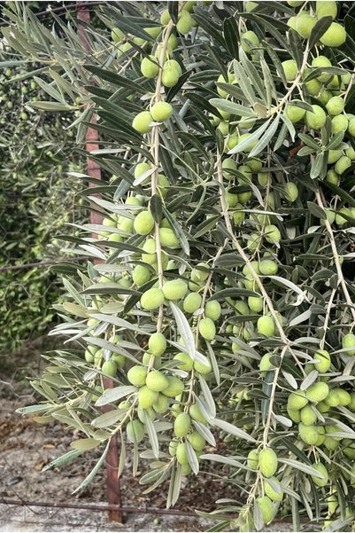 ADKTROPİKAL 1 KG YEŞİL ZEYTİN
