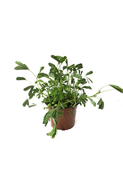 Betonish Mimosa Pudica (Küstüm Otu)