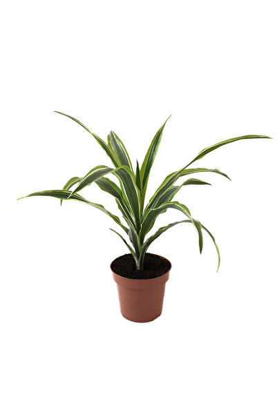 Betonish Dracaena Fragrans 'Lemon Lime'