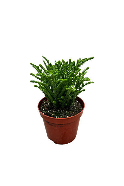 Betonish Crassula Lycopodioides (Sukulent)