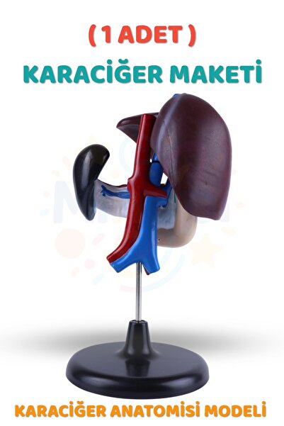 Minopi ( 1 Adet ) Karaciğer Anatomisi Modeli Karaciğer Maketi İnsan Karaciğer Yapısı Eğitici