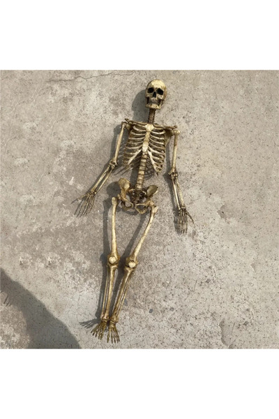 Choice مجسمات هيكل عظمي مصغرة عالية الجودة بمقياس 1:12، نموذج جمجمة مصغر لدمي...