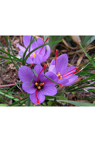 ERVA PEYSAJ 35 Adet Safranbolu Gerçek Safran Soğanı Crocus Sativus