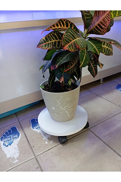 MTA HİGH-TECH Ahşap Tekerlekli Saksı, Damacana Altlığı 30 Cm Tüp Yükseltisi D...