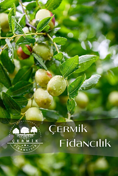 ÇERMİK FİDANCILIK Tüplü Iri Meyveli Hünnap Fidanı