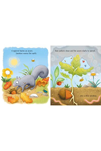 Usborne Life Cycles: One Little Tree |   English Illustrated Children's Book