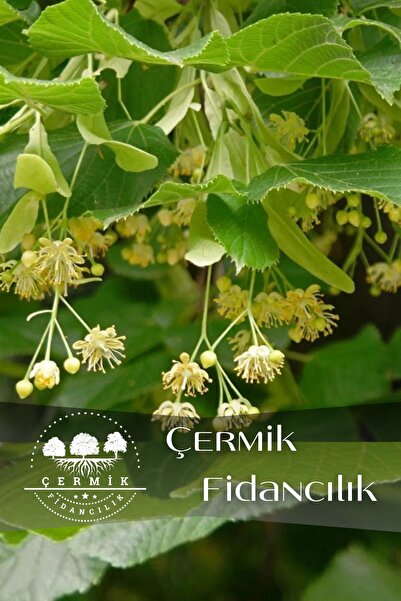 ÇERMİK FİDANCILIK Tüplü Ihlamur Ağacı Fidanı 3 Yaş