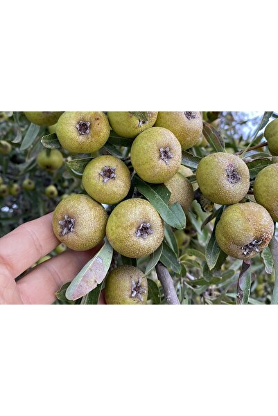 bitkifidan 2 Yaş Ahlat( Dağ Armut) Fidanı-100-120 Cm