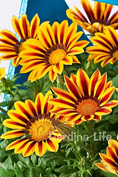 Gardina Gazanya Çiçeği Fidesi Mix 10 Adet