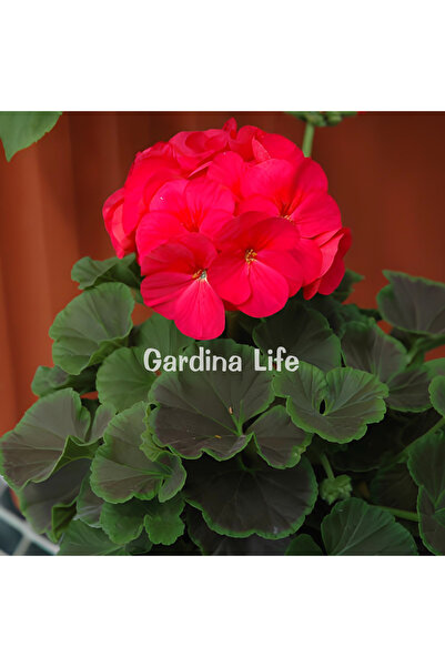 Gardina Dekoratif Yapraklı Sardunya Fidesi Cherry 5 Adet