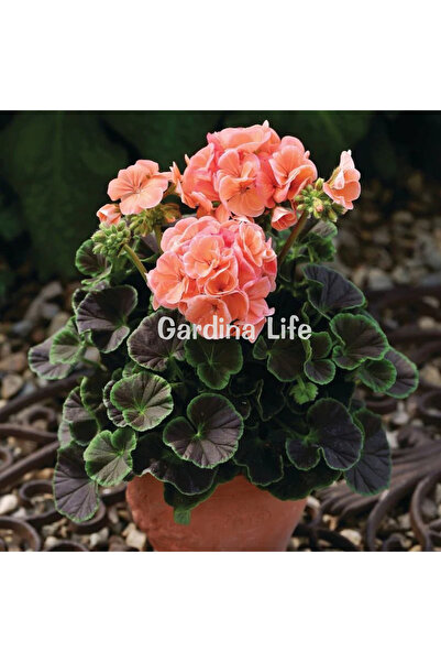 Gardina Dekoratif Yapraklı Sardunya Fidesi Salmon 5 Adet