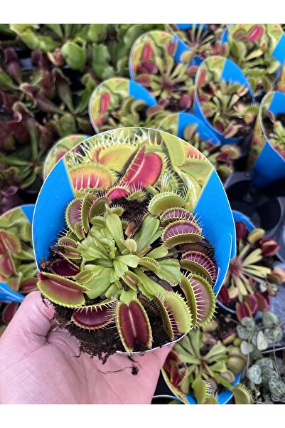 SUKULENTİSTANBUL Dionaea Muscipula - Sinek Kapan - Etobur Bitki