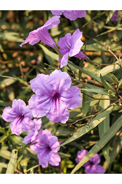 Bitkim Sende Videolu Mor Meksika Petunyası 1 Adet Saksılı 40-60 Cm Balkon Bitkisi Ruelya (RUELLİA)