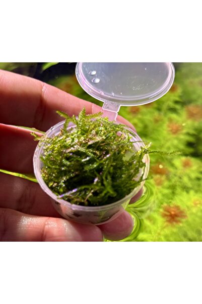 ADA Christmas Moss Akvaryum Bitkisi | 1 Cup (30 cc) | 3 Al 1 Hediye | Harika ...