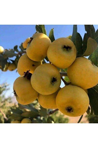 ASES MEYVE VEREN AŞILI İRİ MEYVELİ SARI BELEN ALIÇ FİDAN YAŞ 3 BOY 100-130 CM