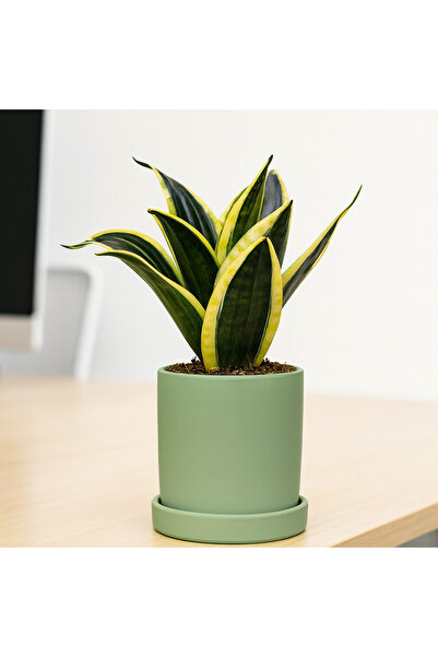 Fidanburada Paşa Kılıcı Mini (Sansevieria Lotus Hahnii) Ruby Yeşil Saksılı