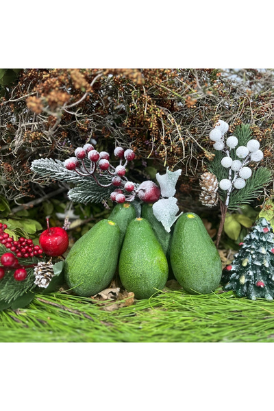 Sevilgen Avokado 5 Adet Fuerte Avokado 200-250 gr – Doğal, Katkısız, Taze ve Lezzetli