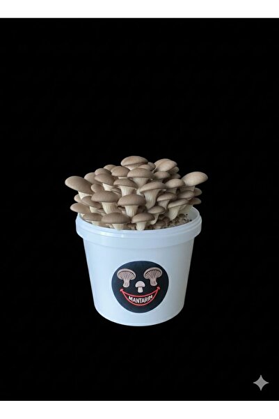 Mantarım Mantar Kovası (Evde mantar yetiştir, çıkıma hazır,ekilmiş)