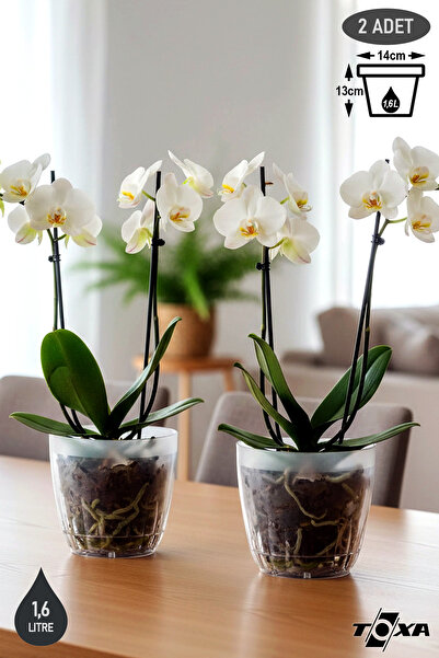 ToXA 2 Adet 1,6 Litre Kristal Orkide Saksısı Set Tabaklı Şeffaf Plastik Saksı Seti