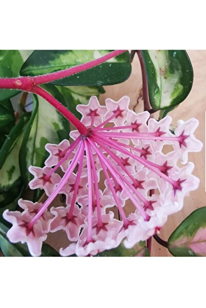 Byaysima Hoya Carnosa Tricolor Alacalı Canlı Saksıda Mum Çiçeği Kokulu