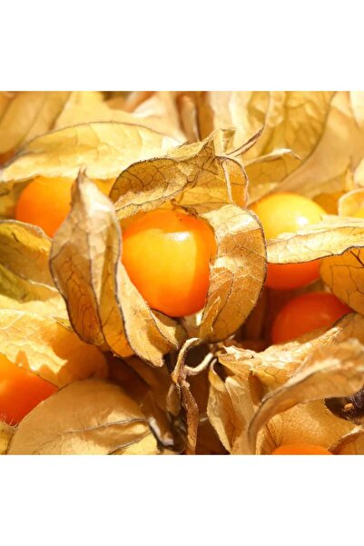 Crazy tropikal Altın Çilek - 100 Gr