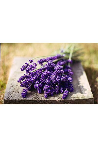 Lavanta (LAVANDULA) Çiçek Tohumu 100 Adet