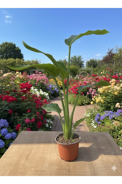 bitkidünyam Starliçe (Strelitzia nicolai) Cennet Kuşu Çiçeği 70 - 80 cm