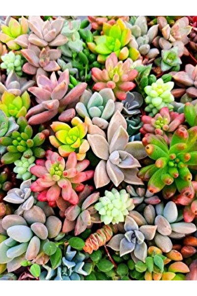 prestijiseed 10 Adet Karışık Sukulent Çiçeği Tohumu
