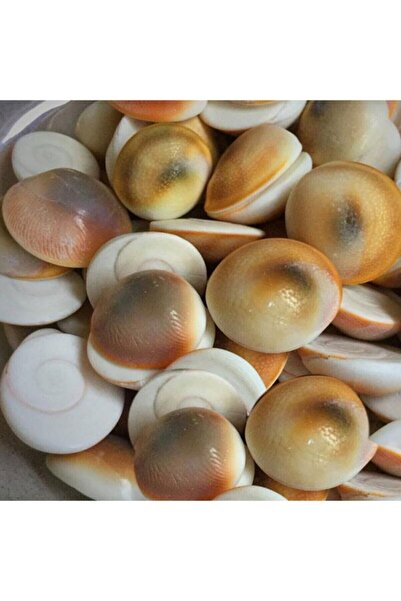 Genel Markalar Yılancık Taşı Şifa Taşı, Erkek ve Dişi Karışık, 70 Adet, Doğal...