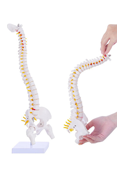 DMYRDH Flexible Human Spine Anatomy Model with Spinal Disc Pelvis All Nerves for Medical Learning Display