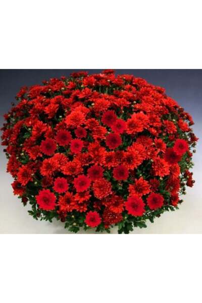 fidanpaketim Kasımpatı Çiçeği Krizantem Chrysanthemum Saksılı Dolgun Form Kır...