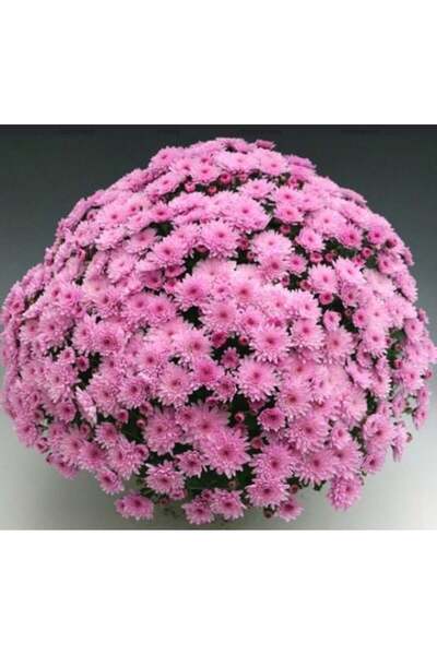 fidanpaketim Kasımpatı Çiçeği Krizantem Chrysanthemum Saksılı Dolgun Form pembe