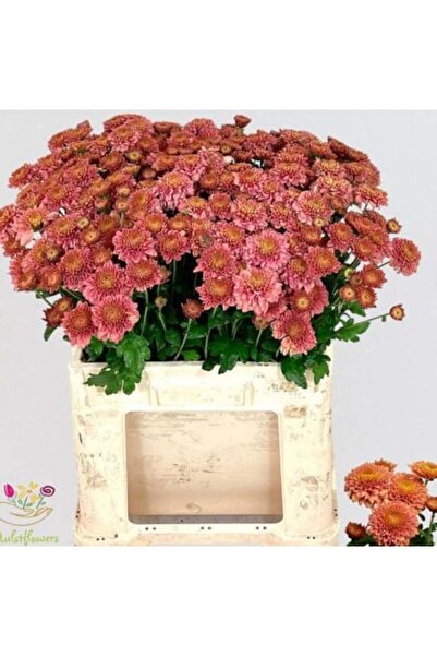 fidanpaketim Kasımpatı Çiçeği Krizantem Chrysanthemum Saksılı Dolgun Form tur...