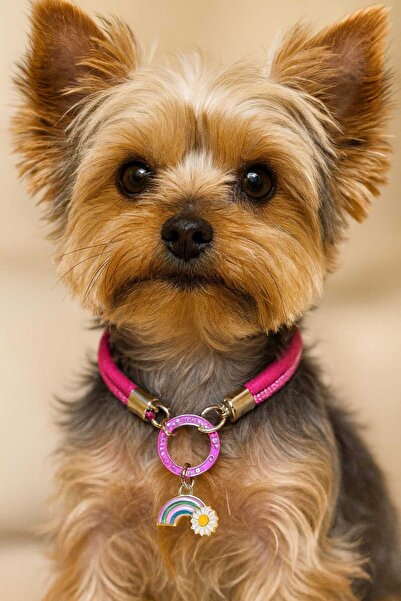 Çılgın saçlar Köpek kolyesi parlak taşlı kolye pırlanta kolye charm kolye