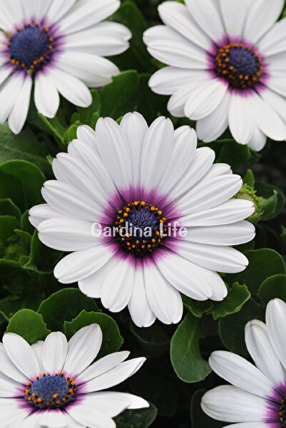 Gardina Bodrum papatyası Fidesi ( Osteospermum) White Eye 10 Adet