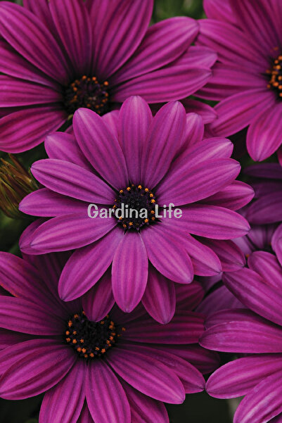 Gardina Bodrum papatyası Fidesi ( Osteospermum) Purple 10 Adet