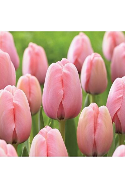 bahçevilya Van Eıjk Pembe Lale Soğanı (5 Adet)