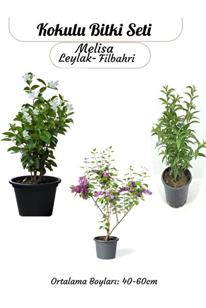 Nura Botanik Saksılı Balkon Bahçesi Seti Filbahri- Melisa ve Leylak ile Mini ...